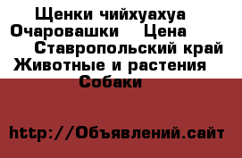 Щенки чийхуахуа . Очаровашки. › Цена ­ 8 000 - Ставропольский край Животные и растения » Собаки   